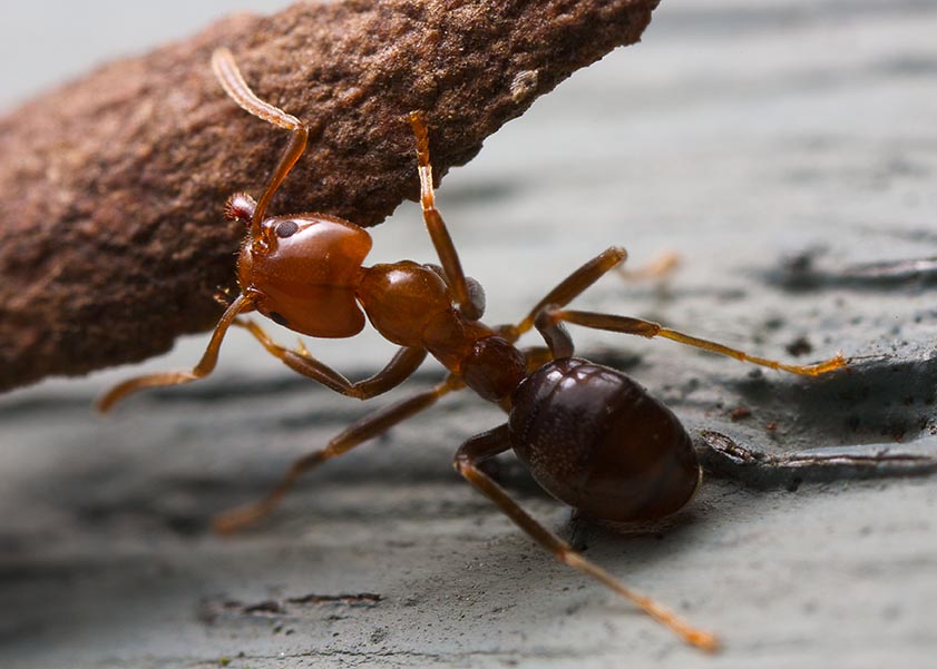 Μυρμήγκια - απεντόμωση μυρμηγκιών - Απεντομώσεις μυρμηγκιών