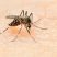 Απολυμάνσεις πολυκατοικιών για κουνούπια - απεντομώσεις πολυκατοικιών για κουνούπια