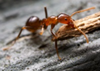 Απολυμάνσεις πολυκατοικιών για μυρμήγκια - απεντομώσεις πολυκατοικιών για μυρμήγκια