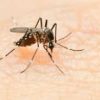 Απολύμανση σπιτιού για κουνούπια - απεντόμωση σπιτιού για κουνούπια