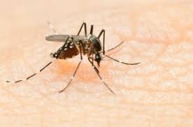 Απολύμανση σπιτιού για κουνούπια - απεντόμωση σπιτιού για κουνούπια