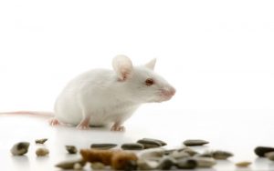 Απολυμάνσεις για ποντίκια - Απολυμάνσεις ποντικιών - Απολύμανση ποντικιών