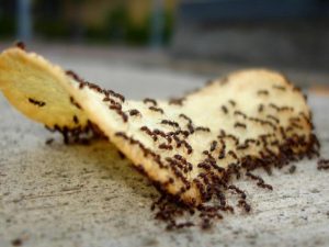 Απολυμάνσεις μυρμηγκιών στην κουζίνα