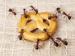 Απολύμανση μυρμηγκιών - απεντόμωση μυρμηγκιών σε μπαλκόνι