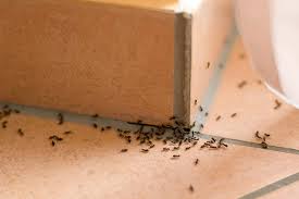 Απολύμανση μυρμηγκιών σε βεράντα - μπαλκόνι σπιτιού