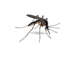 Απεντόμωση - απεντομώσεις για κουνούπια σε Αθήνα, Πειραιά με φθηνές τιμές