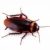 Απολυμάνσεις για κατσαρίδες στην Αθήνα -Απολυμάνσεις κατσαρίδων Αθήνα