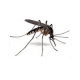 Απολυμάνσεις κουνουπιών στον Αθήνα-Απολυμάνσεις για κουνούπια Αθήνα