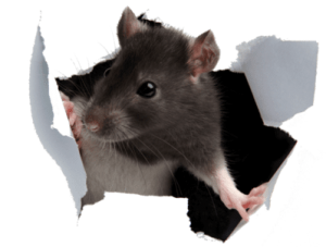 Απολύμανση για ποντίκια - απολυμάνσεις ποντικιων-μυοκτονία-μυοκτονίες