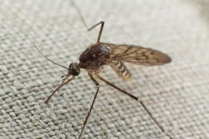 Ψεκασμός για κουνούπια στην αθήνα με φθηνές τιμές
