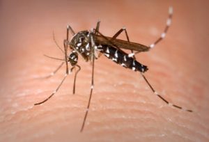 ψεκασμός για κουνούπια-καταπολέμηση κουνουπιών με φθηνές τιμές