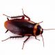 Απολυμάνσεις για κατσαρίδες στα Βριλήσσια-Απολυμάνσεις κατσαρίδων Βριλήσσια