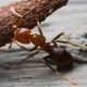 Απολυμάνσεις στα Άνω Λιόσια για μυρμήγκια-κοριούς-ψύλλους-κουνούπια