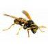 Απολυμάνσεις στην Αλσούπολη για σφήκες-μυρμήγκια-κοριους-ψύλλους-κουνούπια