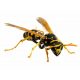 Απολυμάνσεις στην Ιππ Πολιτεία για σφήκες-μυρμήγκια-κοριους-ψύλλους-κουνούπια