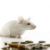 Μυοκτονίες για ποντίκια στα Εξάρχεια-Εξάρχεια μυοκτονίες