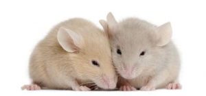 Απολυμάνσεις για ποντίκια - Απολύμανση για ποντίκια